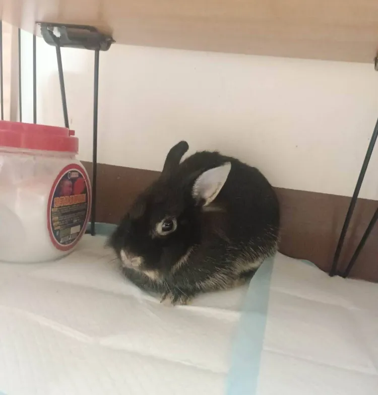 餘生的兔子。 翻攝畫面