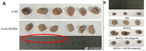 4篇論文出現同一把舊尺 中國學術論文被國際期刊撤稿