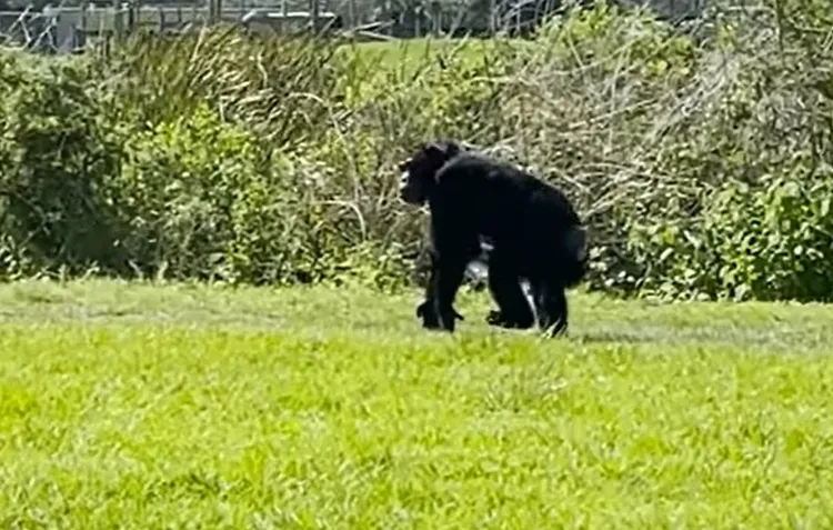黑猩猩「香草」在園區廣大的庭園中，享受從未有過的空間。翻攝Save the Chimps