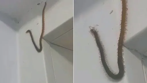 蜈蚣游牆嚇壞百萬人 網驚:這輩子沒看到這麼大的