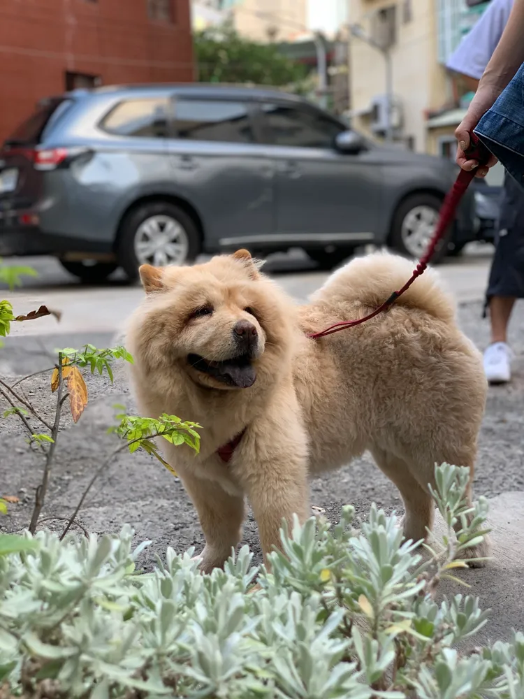 明星狗哈魯。寬寬整合行銷提供