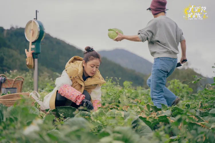 林心如露營比拚採摘高麗菜。TVBS提供