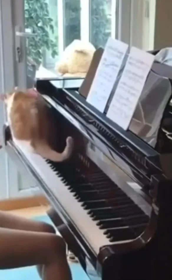 貓咪用四腳彈鋼琴，最後直接坐在鋼琴上。IG @positive_animals 提供