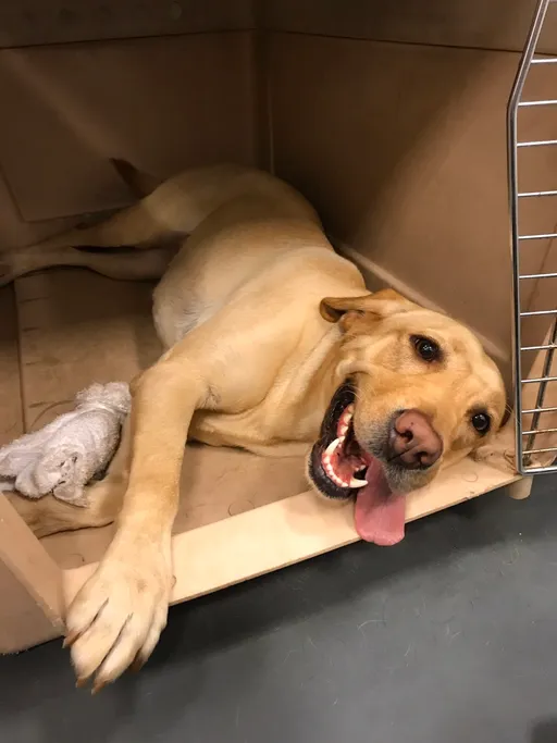 緝毒犬Hollie績效「傲視群雄」 破獲毒品市價高達7000萬元