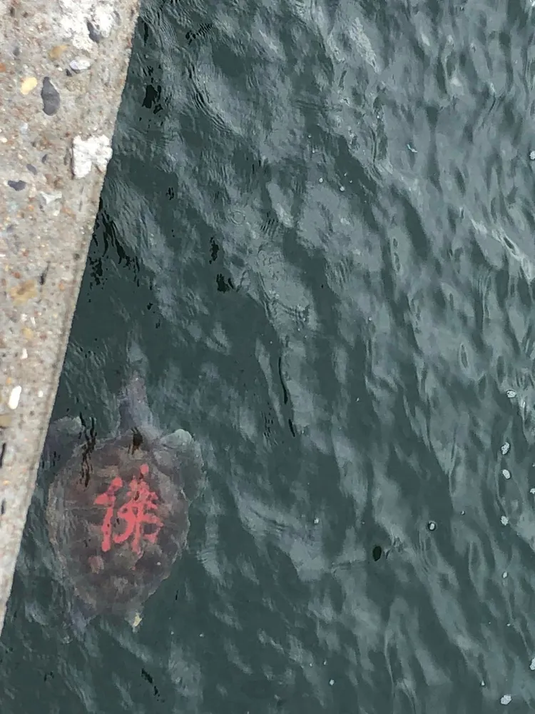 海龜背殼上，被人用紅漆寫上大大的「佛」字。釣友劉員外提供