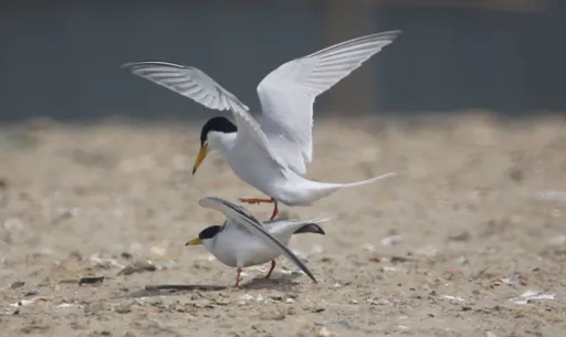 候鳥漫波 啾一夏! 幸福洋溢賞鳥趣!