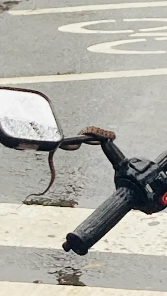 還有人碰到蛇。翻攝自「路上觀察學院」