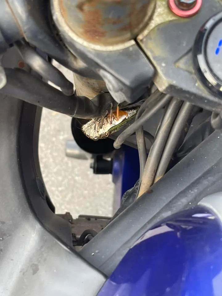 蟬也來了。翻攝自「路上觀察學院」