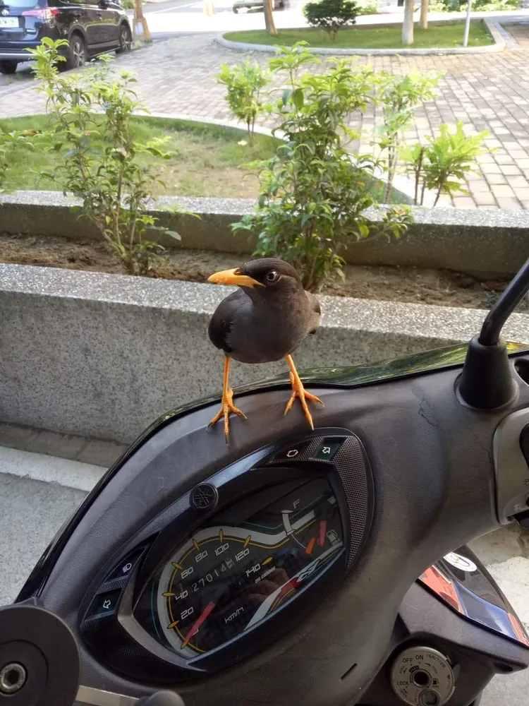 有人遇到八哥。翻攝自「路上觀察學院」