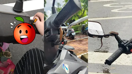 狂飆20分鐘才發現「牠」搭便車　網喊：完蛋了！過來人曝更慘的