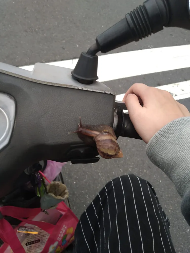 女子的機車上發現蝸牛。翻攝自「路上觀察學院」
