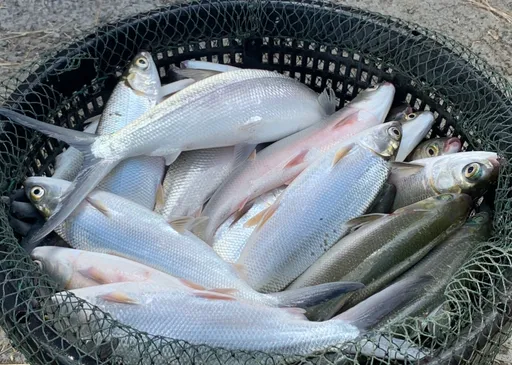 為種電停養虱目魚致價格高漲 漁業署澄清:僅減少3.8%