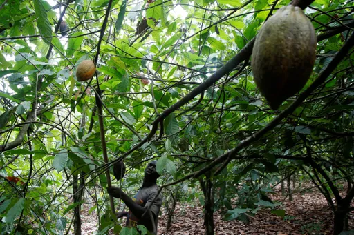 可可價格創46年新高 生產大國 「一因素」產量下滑