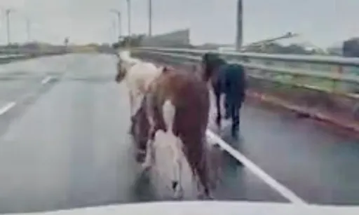 台南3小馬洗澡翹家！雨中漫步逛大街　路人尾隨護衛飼主急牽回