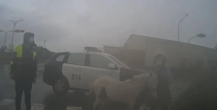 警方到場時發現飼主已控制馬兒。讀者提供