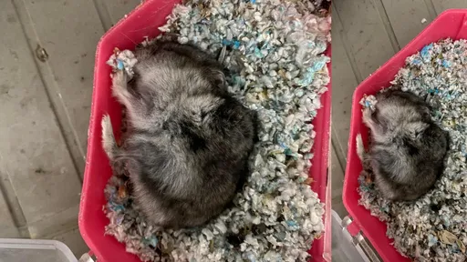 這女人太可怕!拒送養倉鼠 女友冷回:不小心放到冰箱凍死了