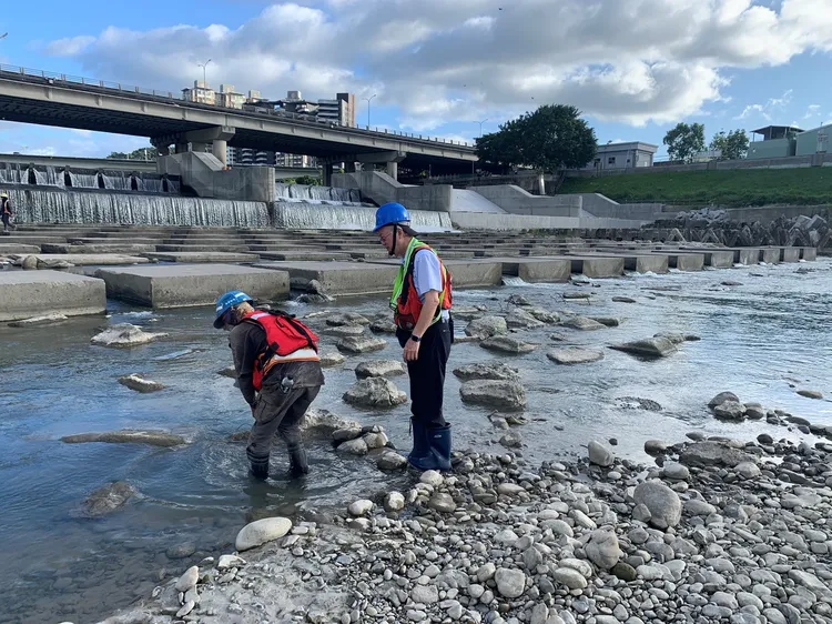 生態團隊放置蝦籠  調查小毛蟹回家的訊息。水利局提供