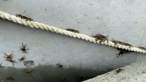 新店溪碧潭堰工程兼顧生態最佳證明 小毛蟹大軍溯游湧現下游