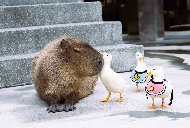 入住宜蘭綠舞飯店可與梅花鹿、羊駝、水豚、柯爾鴨及狐獴等可愛萌寵親密互動，勢要萌翻這個夏日！業者提供