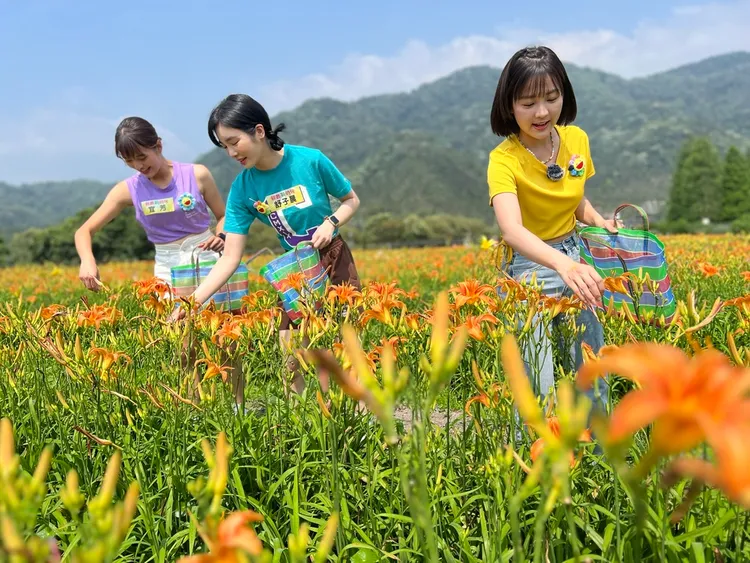 宜芳（左起）、舒子晨、籃籃採收金針花。民視提供