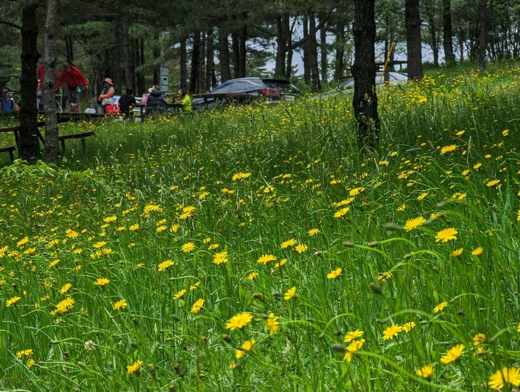 福壽山農場此時正是貓耳葉菊盛開的季節。福壽山提供