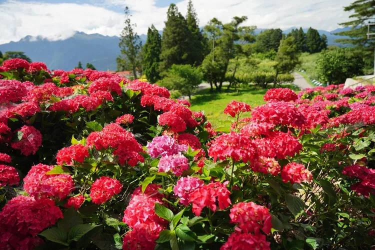 福壽山農場此時花團錦簇。福壽山提供