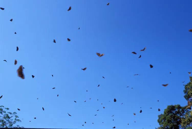 大崗山前往一線天的小徑上出現大量紫斑蝶。詹家龍導演提供