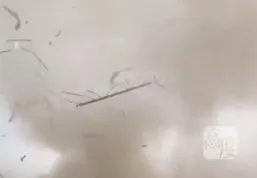 樹木被吹得滿天亂飛。翻攝微博