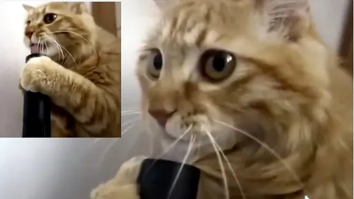 喵星人超鏘！伸舌猛舔吸塵器　下場讓鏟屎官笑慘了