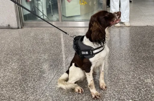 警犬片！高市警聯合警犬隊突襲毒窩　毒販逃竄頂樓還是GG了