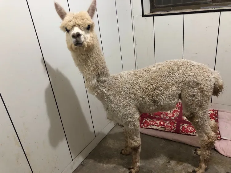 羊駝麥可剛領養來瘦弱模樣。動物權益促進會提供