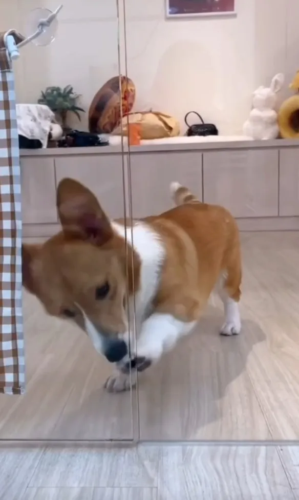 主子你去哪我也要跟~TikTok@chinchin_hihi 提供