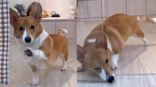 別小看毛小孩智商！抓抓抓再加鼻子頂　準備幹大事了