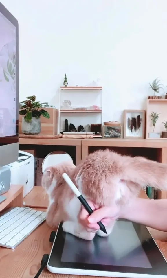 直接坐在觸控板上完全不管鏟屎官心情。IG @lachahua.cat 提供