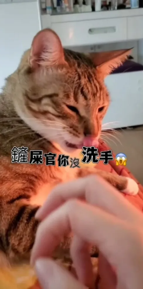 離偶遠一點，臭到偶！主子先去洗手~TikTok@yoona2929 提供