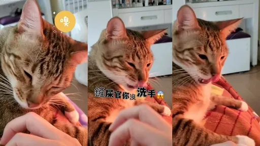 一舔就知道！這個味不對　嚇到倒退嚕還甩頭「別來煩」