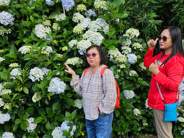 遊客與高達4-5公尺繡球花牆合照。武陵農場提供