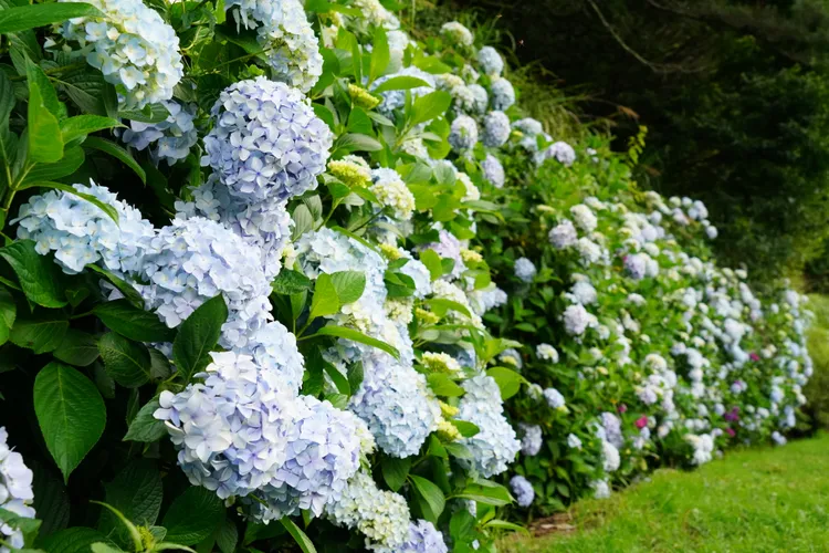 繡球花牆。武陵農場提供