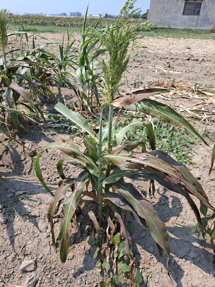 台南高梁因缺水提早抽穗，產量大減。農業局提供