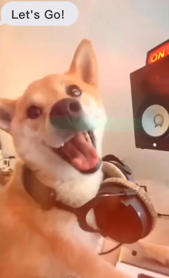 柴犬戴耳機腼腆的笑容好萌。IG @cats_dog_earth 提供