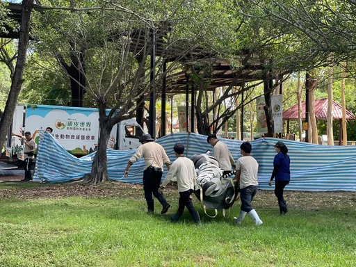 地牛翻身!頑皮世界演練動物大脫逃 這隻「斑馬」逗樂一群幼稚園小朋友