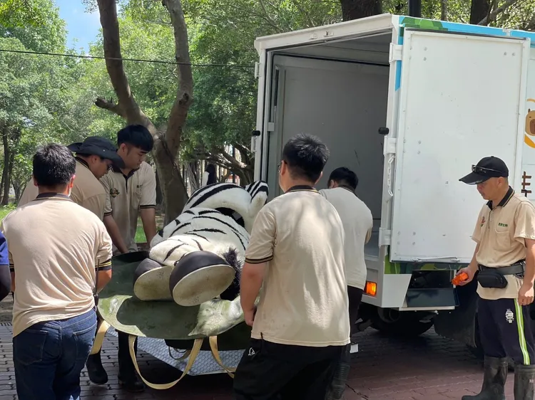 斑馬遭麻醉後，由保育員安全護送回展場。頑皮世界提供 