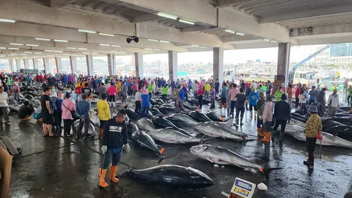 黑鮪魚季來了!「老饕團」1團員亂入問能吃啥? 領隊傻眼:為何要參加
