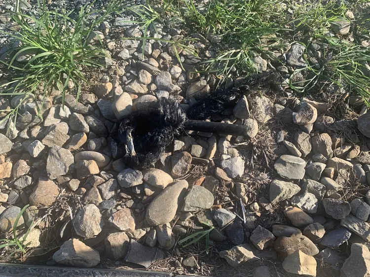 現場發現燒到焦黑的釣竿。讀者提供