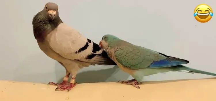 偶來幫你順順毛。FB粉專:文鳥妹妹 提供