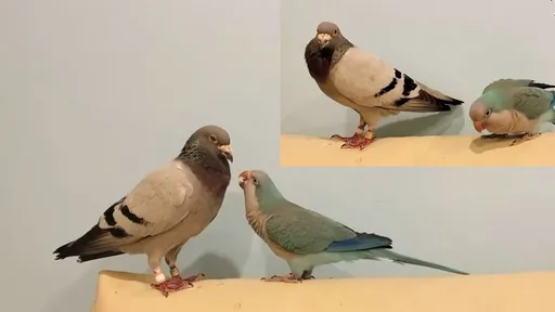 和尚鸚鵡熱情搭訕 鴿子害羞不理!一轉身秒擦出火花