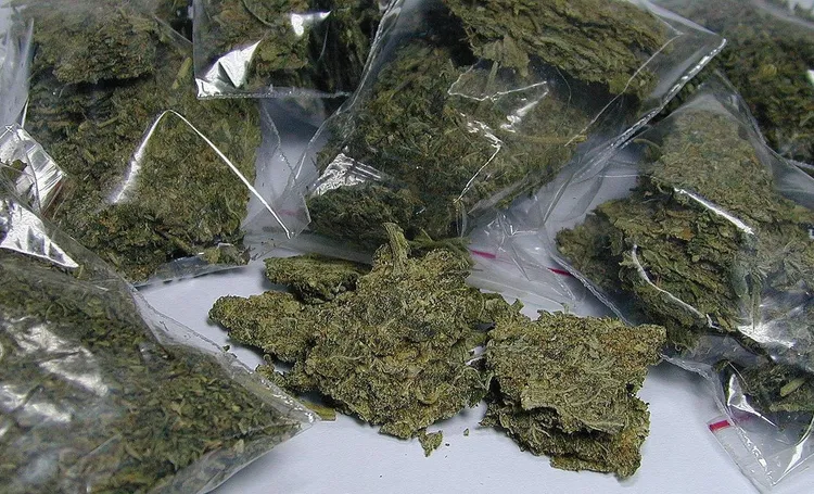 劉姓小隊員疑似在偵辦網路販賣大麻時，向毒販洩密。大麻示意圖（翻攝法務部網站）