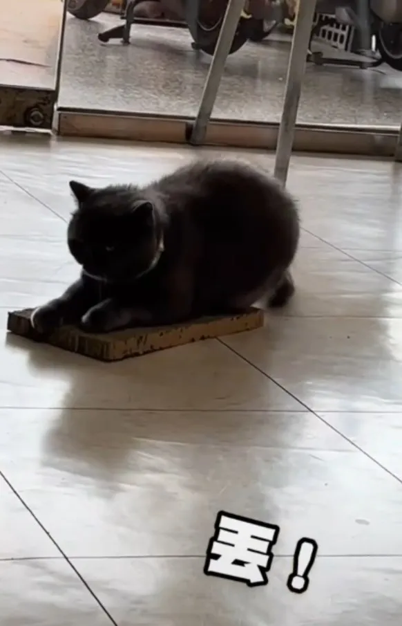 偶抓偶抓偶抓抓抓。TilTok@powpowqqplus 提供