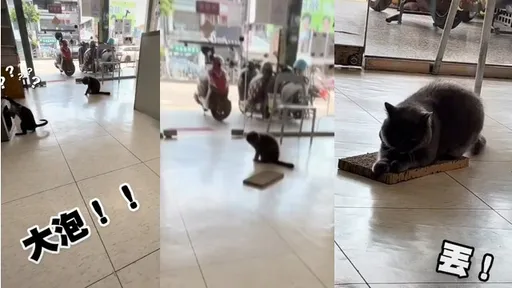 奴才員工送上紙板 貓店長爽抓萌翻「鏟屎官全融化」