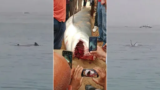 驚悚影片|兒海泳「被虎鯊咬死啃屍」 父目睹他死前尖叫「爸爸」求援